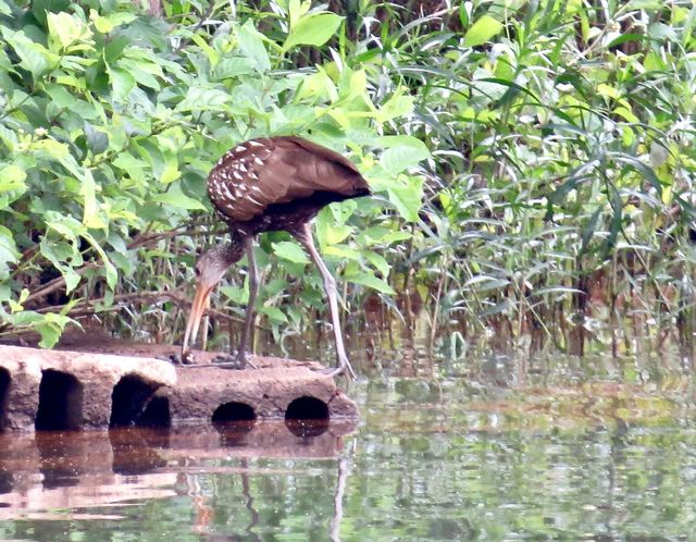 Limpkin