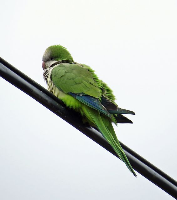 Monk Parakeet