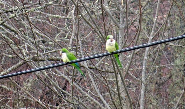 Monk Parakeet