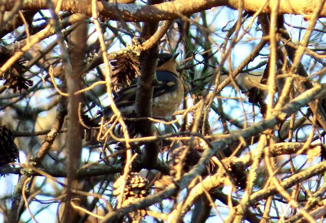 Varied Thrush