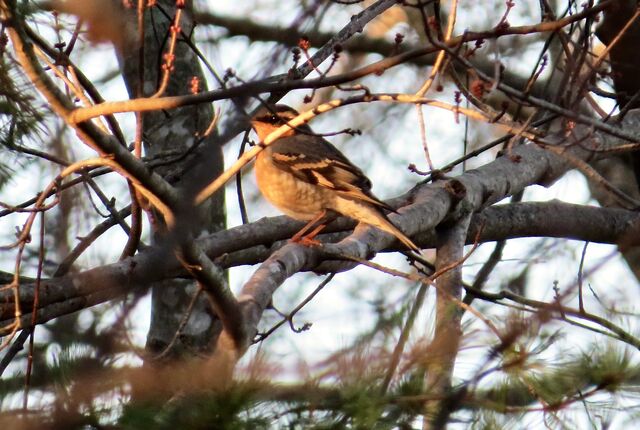 Varied Thrush