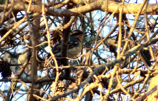 Varied Thrush