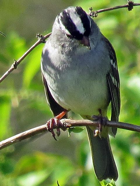 White-crowned Sparrow