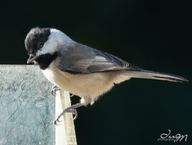 Carolina Chickadee