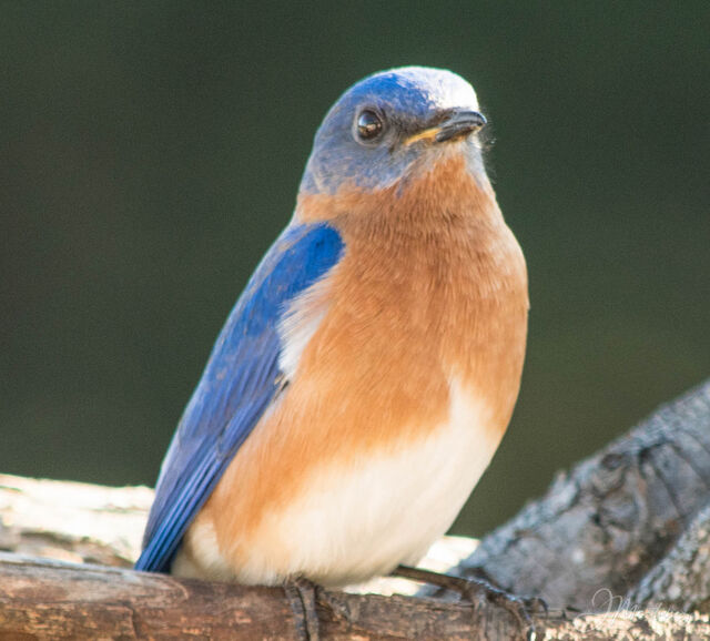 Eastern Bluebird