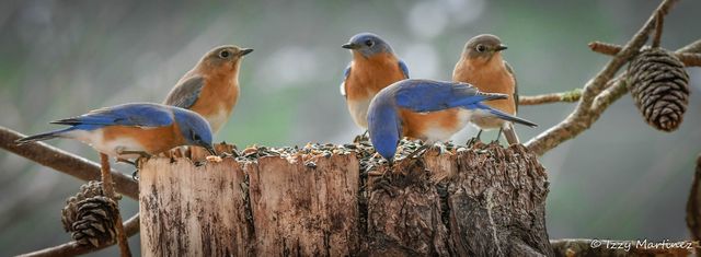 Eastern Bluebird