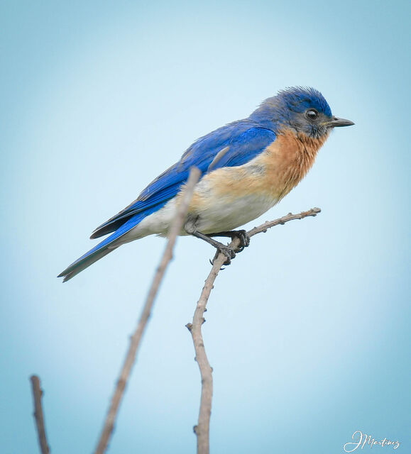 Eastern Bluebird