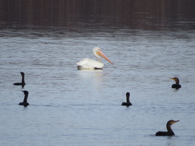 American White Pelican