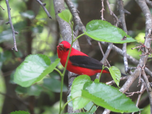 Scarlet Tanager