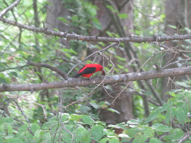 Scarlet Tanager