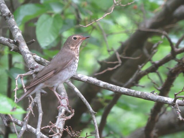 Swainson's Thrush