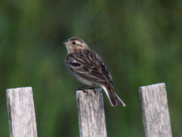 Chestnut-collared Longspur