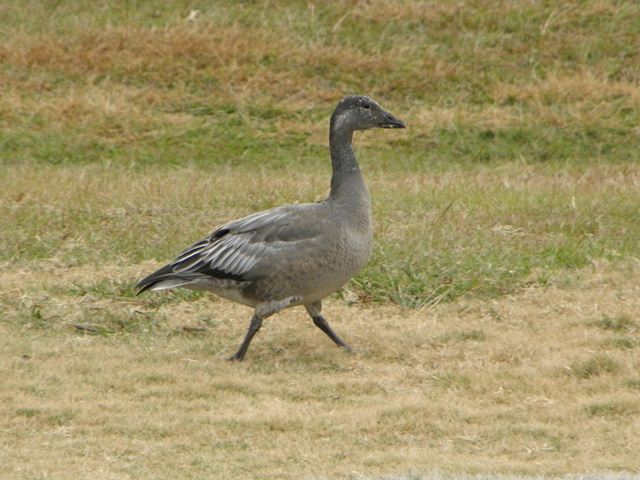 Snow Goose