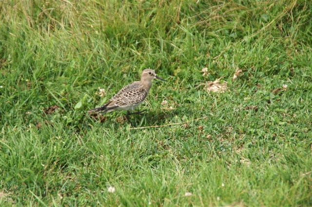 Baird's Sandpiper