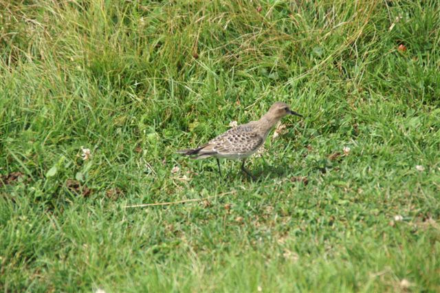 Baird's Sandpiper