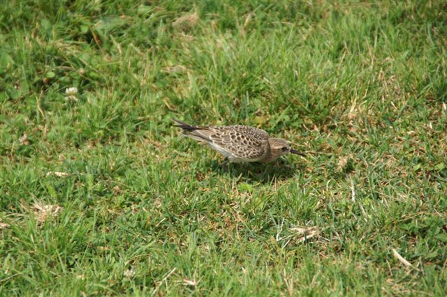 Baird's Sandpiper