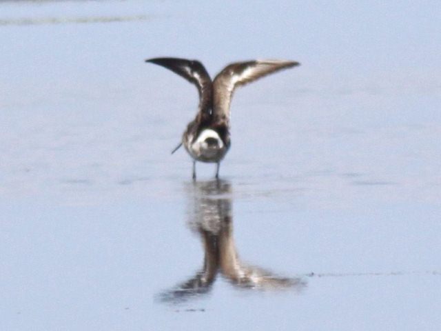 Hudsonian Godwits