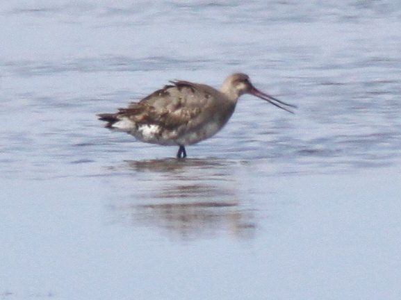 Hudsonian Godwits