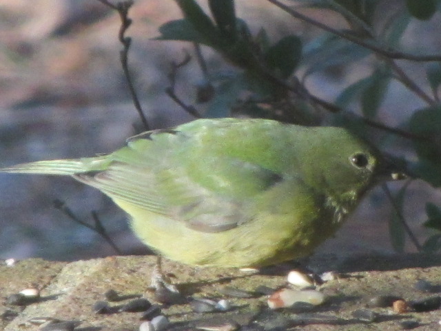 Painted Bunting