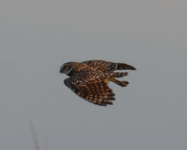 Burrowing Owl