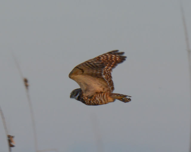 Burrowing Owl