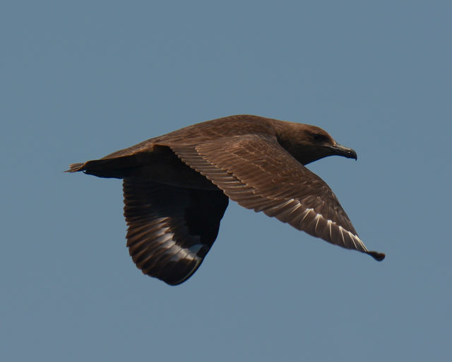 South Polar Skua