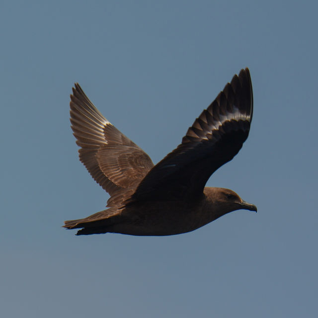 South Polar Skua