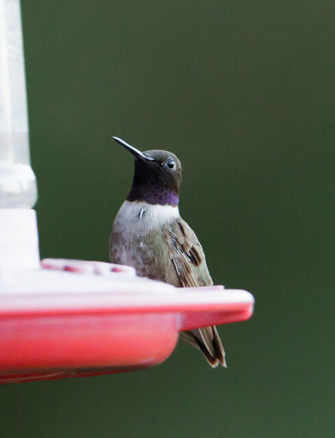 Black-chinned Hummingbird