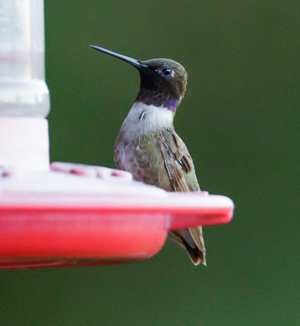 Black-chinned Hummingbird