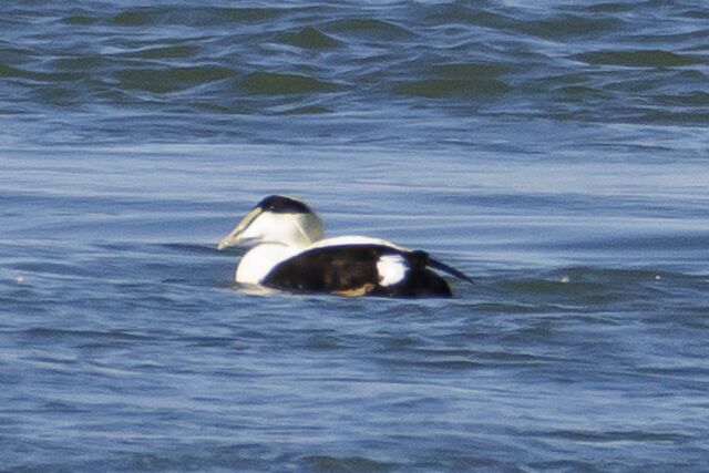 Common Eider