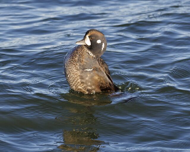 Harlequin Duck