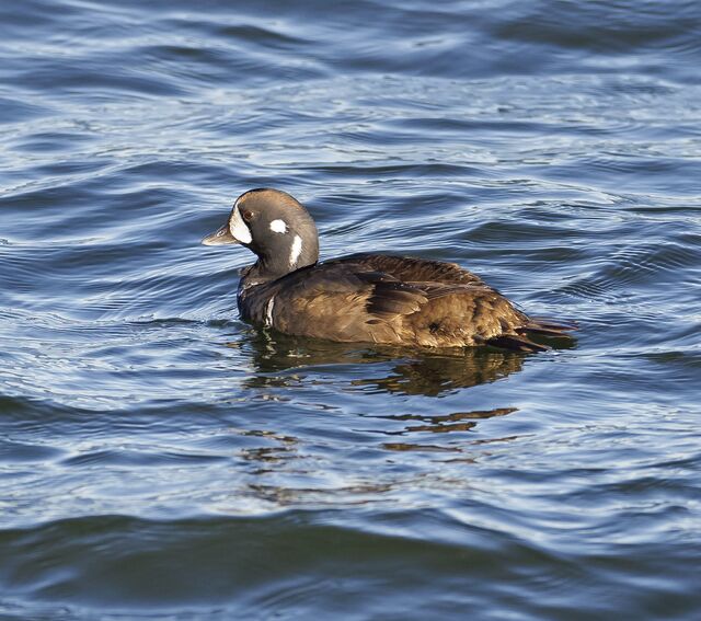 Harlequin Duck