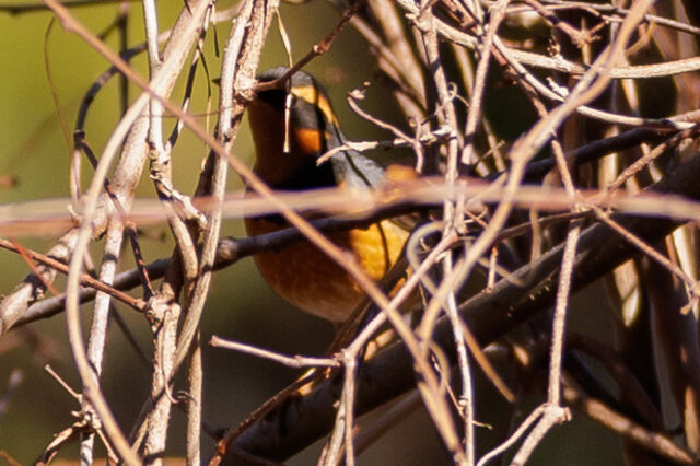 Varied Thrush