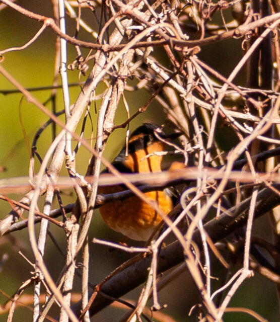 Varied Thrush