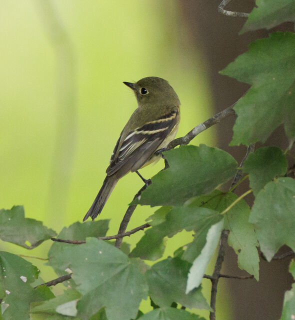 Yellow-bellied Flycatcher