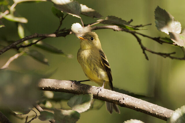 Yellow-bellied Flycatcher