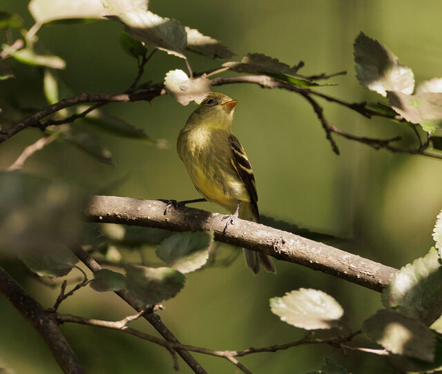 Yellow-bellied Flycatcher