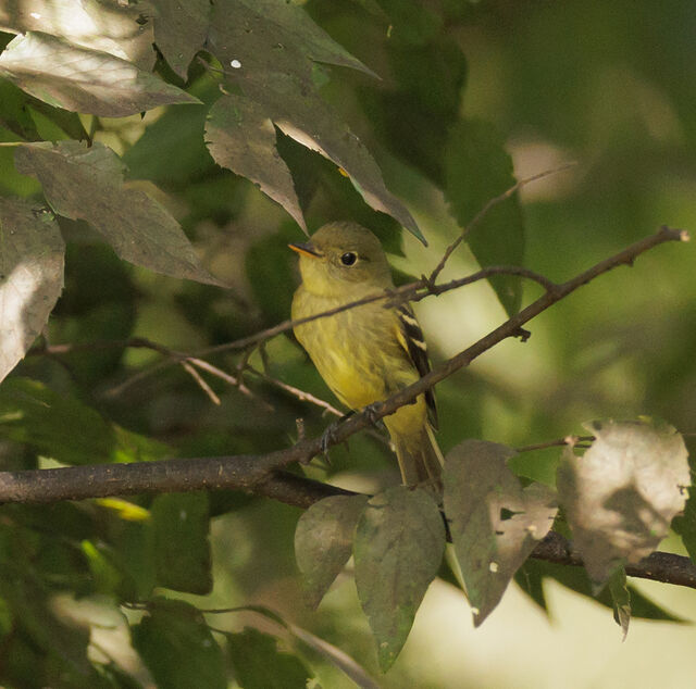 Yellow-bellied Flycatcher