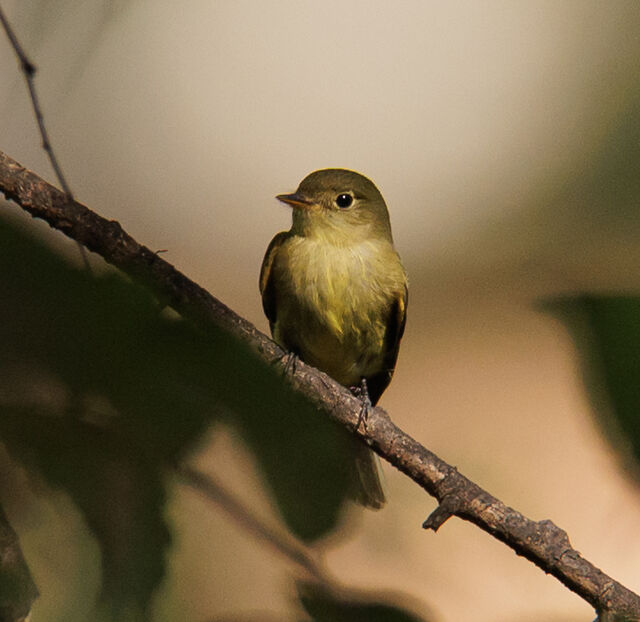 Yellow-bellied Flycatcher