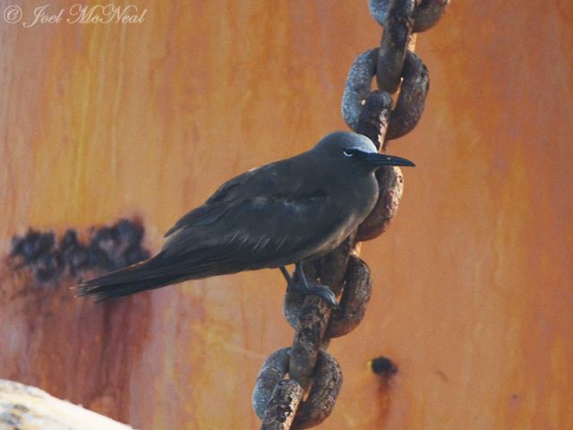 Brown Noddy