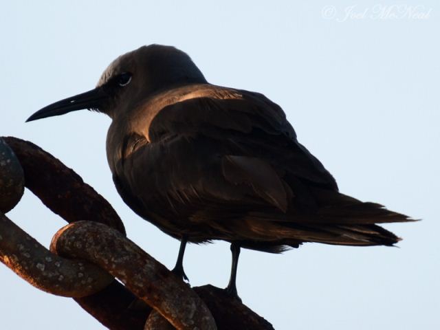 Brown Noddy