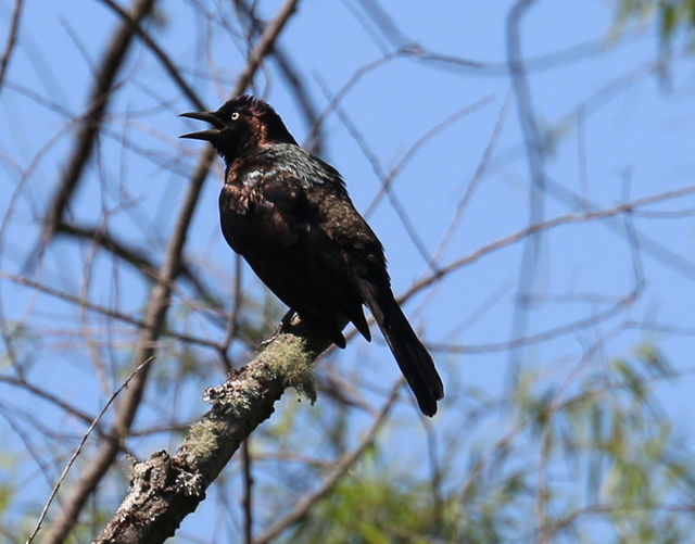 Common Grackle