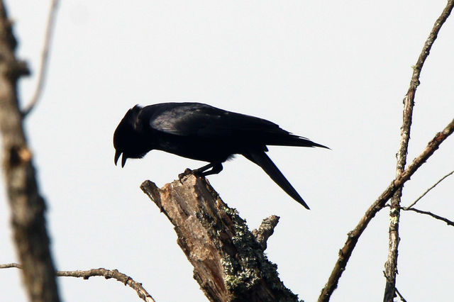 Common Raven