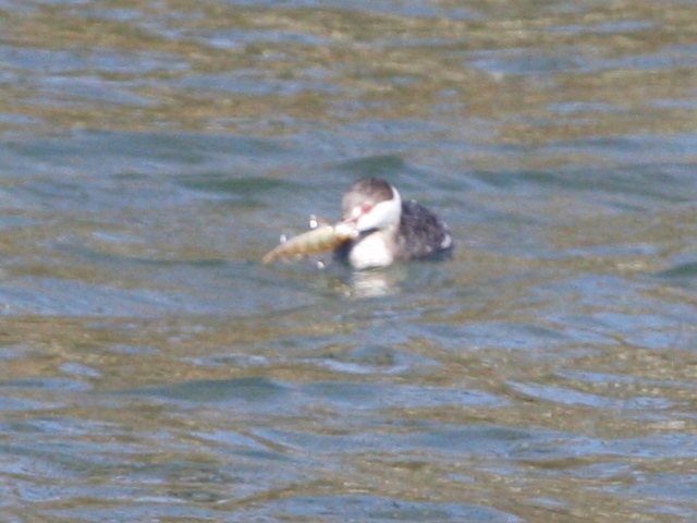 Horned Grebe