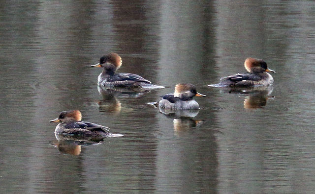 Hooded Merganser