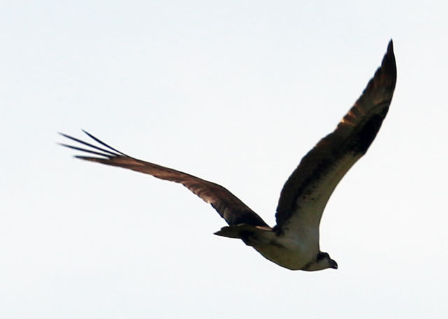 Osprey