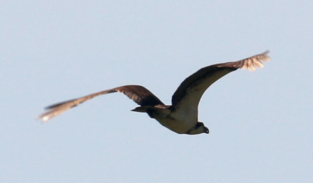 Osprey