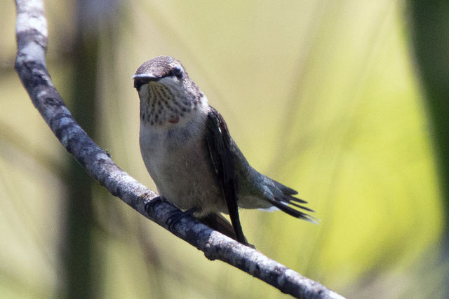 Ruby-throated Hummingbird