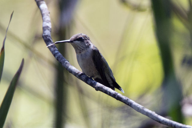 Ruby-throated Hummingbird