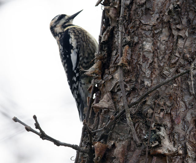 Yellow-bellied Sapsucker